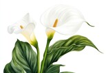 Two elegant white calla lilies and green leaves illustrated