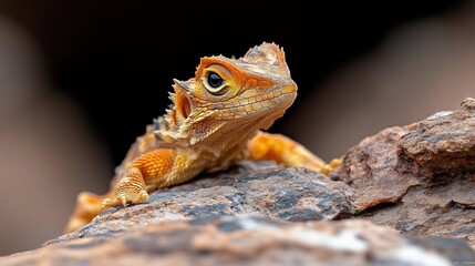 Poster - Close-up of an orange lizard on a rock, dark background.  The lizard is in sharp focus, showing intricate details of its scales and eyes