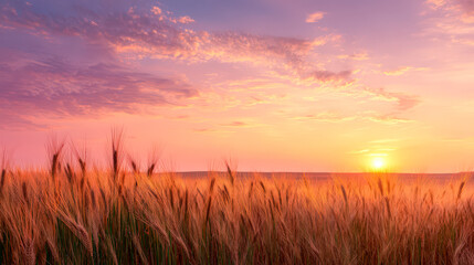 Wall Mural - A field of tall grass with a beautiful sunset in the background