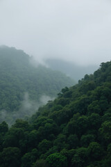 Poster - Environmental awareness day. Misty green mountains with dense foliage and low clouds.