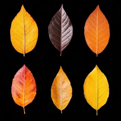 Poster - Eco-Conscious Climate Narrative Seasonal Leaf Evolution Visualizing Natures Transformative Cycle for Sustainable Design and Environmental Storytelling