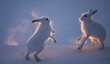 © NaturePL - Two Mountain hares (Lepus timidus) fighting in snow at dusk, Vauldalen, Norway. May.