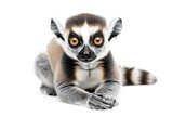 a lemur sitting on the ground with its paws on the ground
