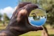 © Kuki LadrondeGuevara - Árboles reflejados en una bola de cristal en el campo
