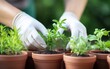 © Artinun - Skilled therapist hands wearing gloves gently arranging medicinal herb planters during rehabilitation session where natural gardening activities promote motor skill recovery and emotional wellbeing.