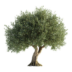 Beautiful olive tree with twisted trunk and dense green foliage isolated on white background