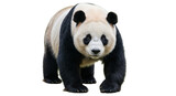 Isolated panda