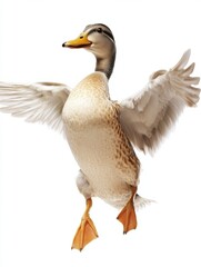 Aufkleber - Duck leaps into the air with wings spread wide in a humorous freeze frame on a plain white background