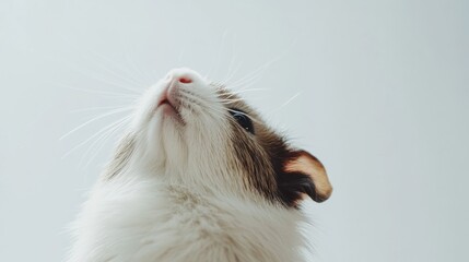 Aufkleber - Fluffy guinea pig with whiskers gazing upwards against a minimal white background in a calm setting