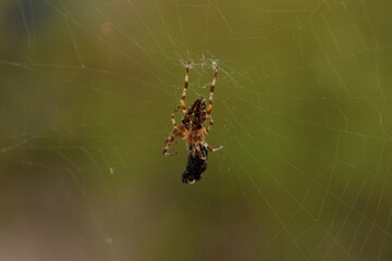 spider, web, insect, nature, animal, arachnid, macro, garden, cobweb, wildlife, net, predator, spiderweb, spider web, argiope, legs, closeup, bug, arachnophobia, yellow, creepy, prey