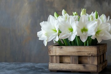 Poster - Beautiful white amaryllis blooms showcased in a rustic wooden planter against a soft background