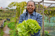 © Sabrina - Happy elderly african woman holding fresh organic lettuce with house garden in background - Senior person, charity garden and community concept