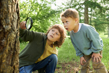 Wall Mural - Portrait of two young boys using magnifying glass and looking at bugs and insects on trees in green forest exploring nature together