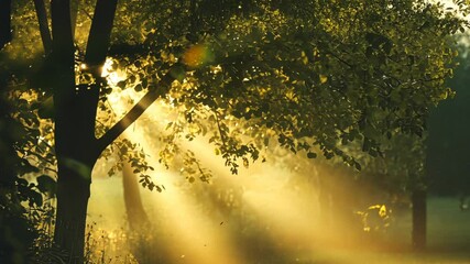 Wall Mural - Sunlight filtering through forest trees