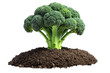 © Hello Creatives - A vibrant green broccoli plant flourishing from rich dark soil against a stark white background a healthy and thriving vegetable in its natural environment showcasing its beautiful structure and color