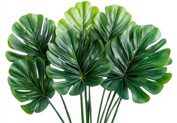 Poster - Lush Green Monstera Leaves Exotic Tropical Plant Foliage for Botanical Decor and Summer Vibes Isolated on White : Generative AI