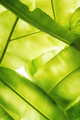 Poster - high-contrast close-up of banana leaves illuminated by dappled sunlight their parallel veins forming