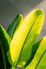 Poster - high-contrast close-up of banana leaves illuminated by dappled sunlight their parallel veins forming