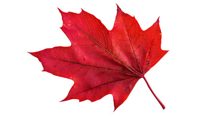 Wall Mural - Vibrant red maple leaf with intricate veins isolated, cut out transparent