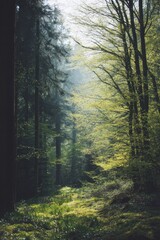 Poster - tranquil forest scene with sunlight streaming through budding trees illuminating fresh greens of spr