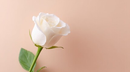 Poster - capture simple and elegant image of single white rose against smooth solid pastel background