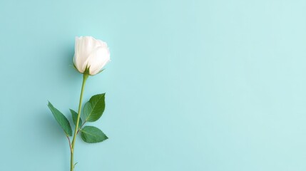 Poster - capture simple and elegant image of single white rose against smooth solid pastel background