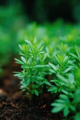 Poster - fresh herb shoots in garden their vibrant green hues standing out against dark rich soil