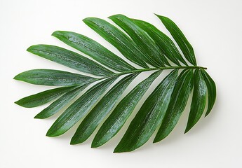 Poster - Lush Green Palm Leaf Isolated on White Tropical Foliage Beauty Exotic Plant CloseUp Nature's Elegance and Freshness : Generative AI