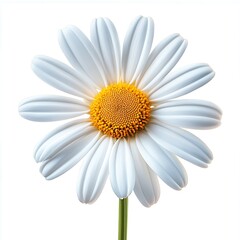 Fototapete - Beautiful closeup of a white daisy flower showcasing its stunning petals and vibrant yellow center : Generative AI