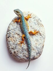 Poster - Colorful lizard resting on textured rock with white background and drop shadow