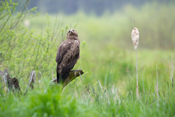Wall Mural - A bird of prey on a branch looking at the sky