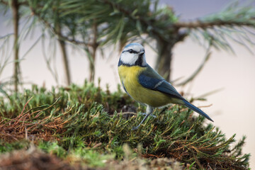 Wall Mural - A titmouse on the moss looking back