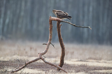 Wall Mural - A buzzard on a nice branch with a forest in the background