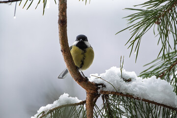 Wall Mural - A titmouse on a snow-covered pine branch