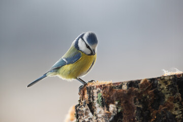Wall Mural - Blue tit on a stump looking down