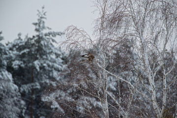 Wall Mural - Buzzard on a snow-covered birch tree