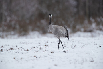 Wall Mural - A crane on a snow-covered meadow looking into the camera