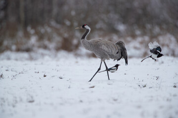 Wall Mural - A crane walking across a snow-covered meadow