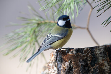 Wall Mural - Great tit against the background of pine twigs