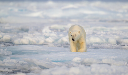 Wall Mural - polar bear (ursus maritimus) on ice and snow, svalbard, norway