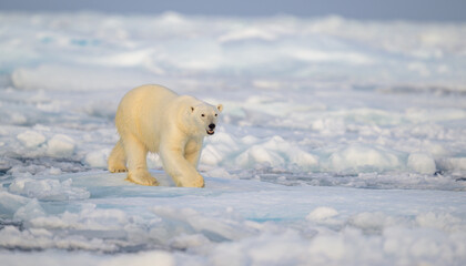 Wall Mural - polar bear (ursus maritimus) on ice and snow, svalbard, norway