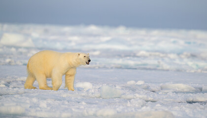 Wall Mural - polar bear (ursus maritimus) on ice and snow, svalbard, norway