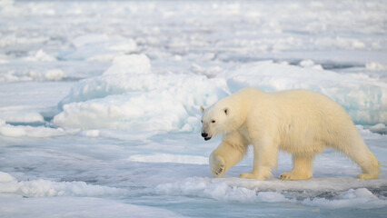 Wall Mural - polar bear (ursus maritimus) on ice and snow, svalbard, norway