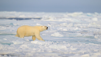 Wall Mural - polar bear (ursus maritimus) on ice and snow, svalbard, norway