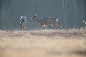 Wall Mural - A pair of deers in counterlight