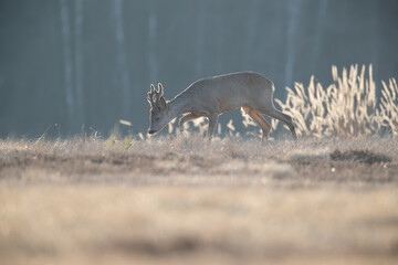 Wall Mural - A roe deer in counterlight and the illuminated golden grass