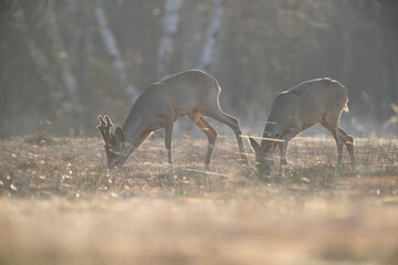 Wall Mural - A pair of deer grazing in a meadow in counterlight