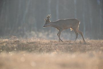 Wall Mural - A roebuck among the sunbursts on the grass