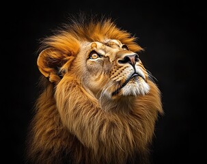 Poster - Majestic Lion Portrait with Golden Mane Looking Upward Symbol of Strength and Power Nature Photography : Generative AI