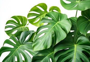 Poster - Lush Monstera Deliciosa Plant with Vibrant Green Leaves A Tropical Houseplant on White Backdrop : Generative AI